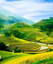 Tranh dán tường thiên nhiên N2259